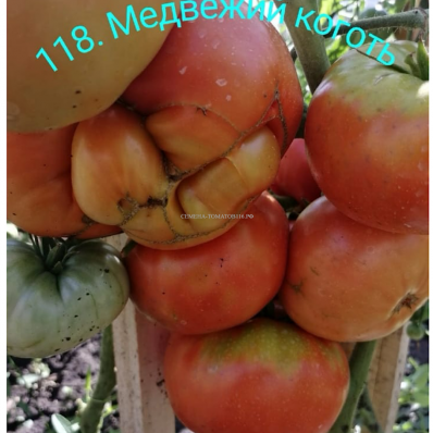 118. Медвежий коготь