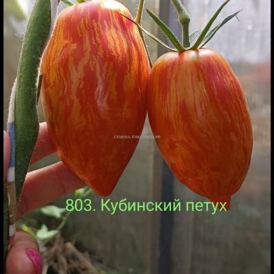 803. Кубинский петух